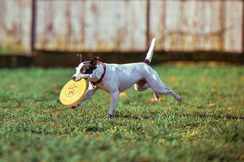 Doggie Daycare: Is Your Dog Getting Enough Exercise?