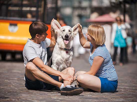 Is Doggy Day Care Be Good for Senior Dogs?