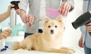 About - Pawsh Dog House - Dog Grooming & Boarding