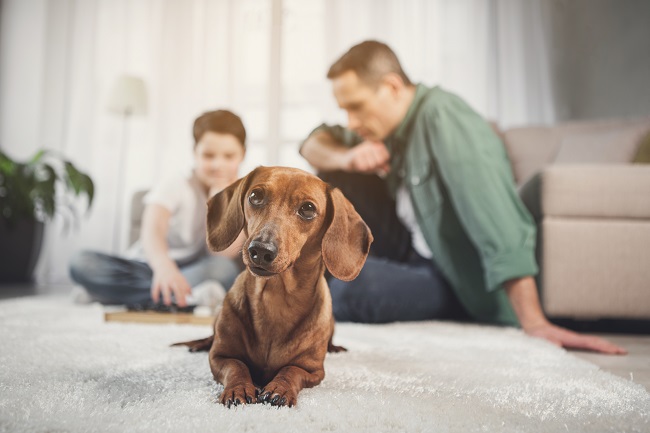 How to Prepare Your Dog for Boarding - Pawsh Dog House