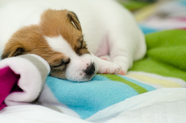 doggy daycare for puppies