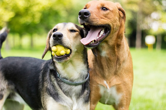 Secrets to Finding the Very Best Doggie Daycare