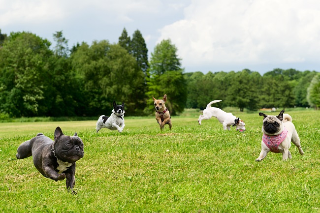 Dog Walker V. Dog Daycare: Which is Right For You?