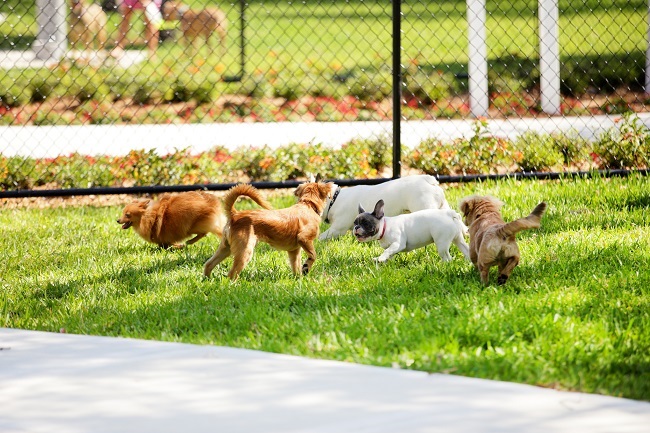 While Owners are Away - Pets Will Play