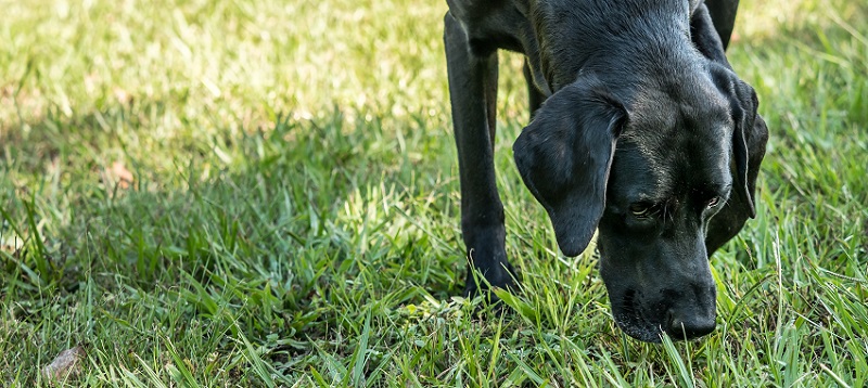 Short-Haired Dogs Need Grooming Too!