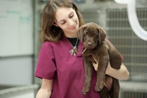 Why Boarding Your Dog At Your Vet Is Probably A Bad Idea - Pawsh Dog House