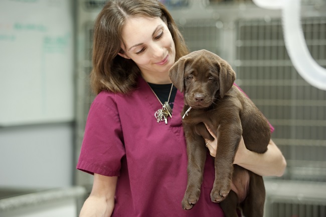 boarding your dog at the vet