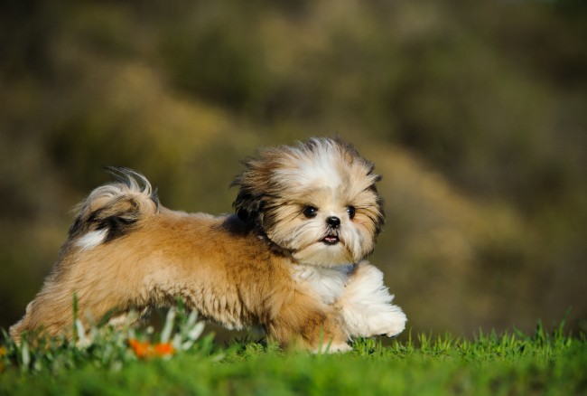 Dog Boarding For The Holidays