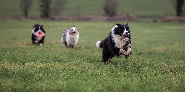 The Many Benefits of Doggie Daycare