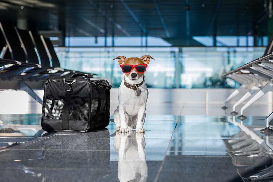 Reasons to Board Your Dog During Vacation