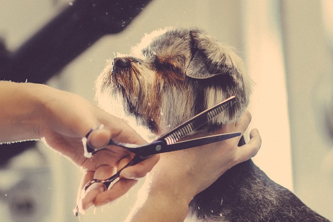 Dog Grooming Is More Than Fur Deep