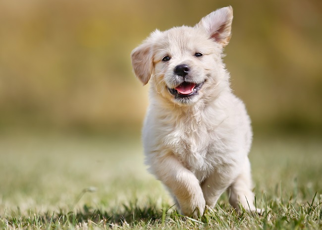 Happy Healthy Pup!