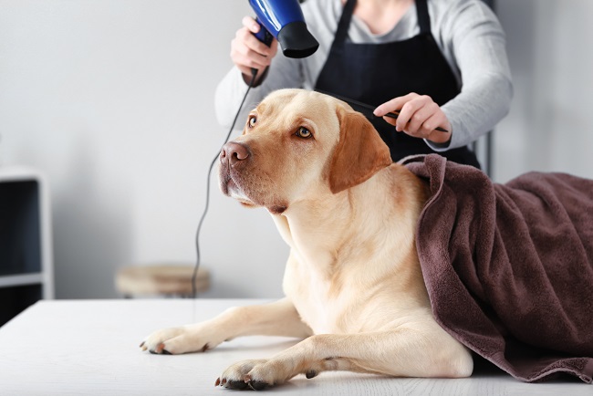 Steps to Make Pet Grooming a Great Experience for Your Puppy, Part I of II