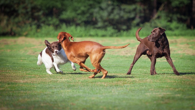 3 Reasons You Should Utilize Doggie Daycare