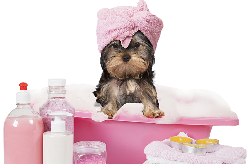 Steps to Make Pet Grooming a Great Experience for Your Puppy, Part II of II