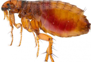 Fleas in Your Yard: How to Prevent an Infestation