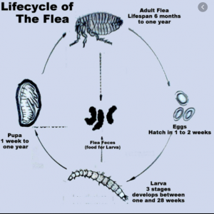 Fleas in Your House: It's okay to be a serial killer