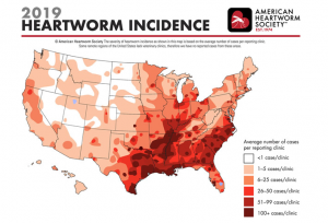 The dangers of heartworms