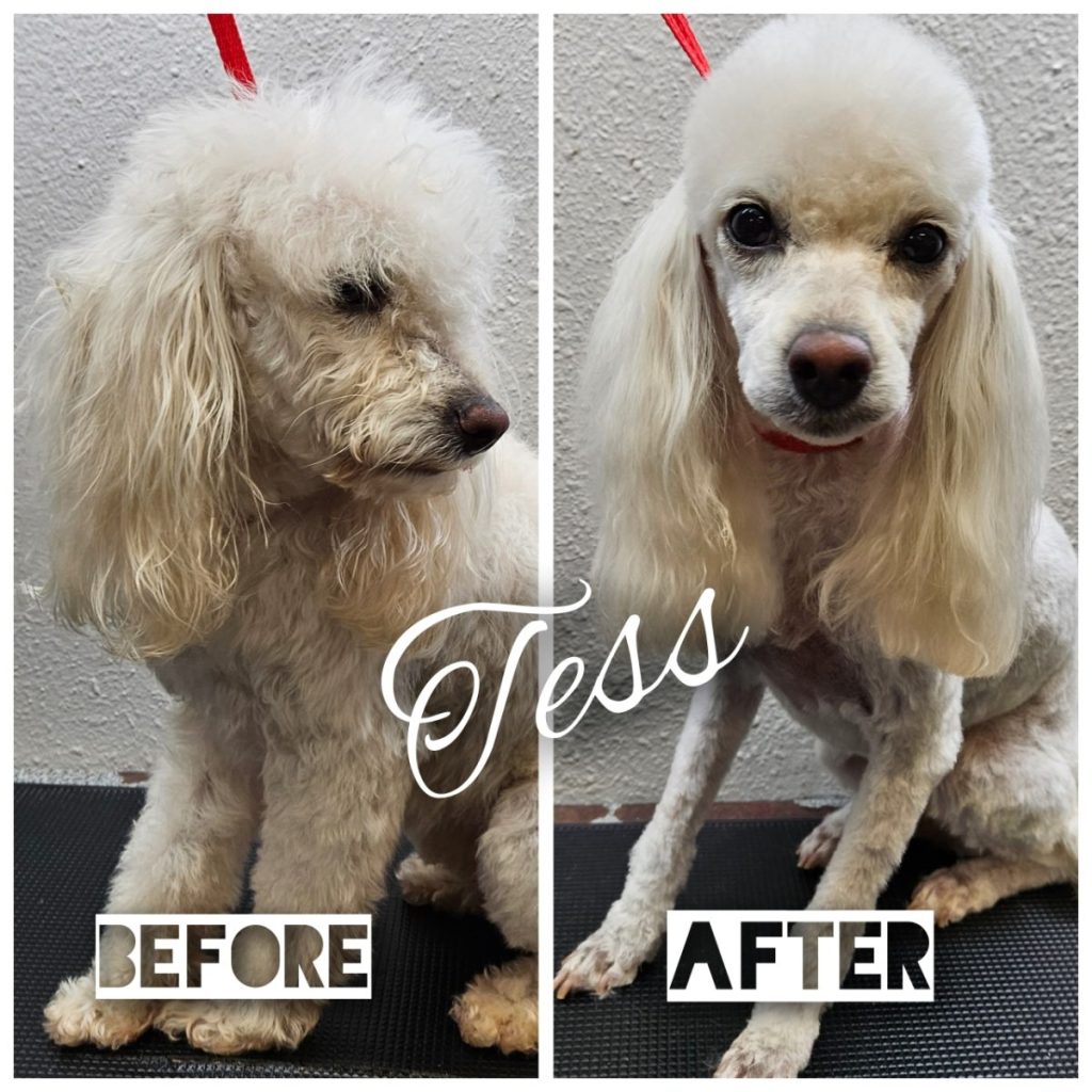professional dog grooming after photo with styled haircut