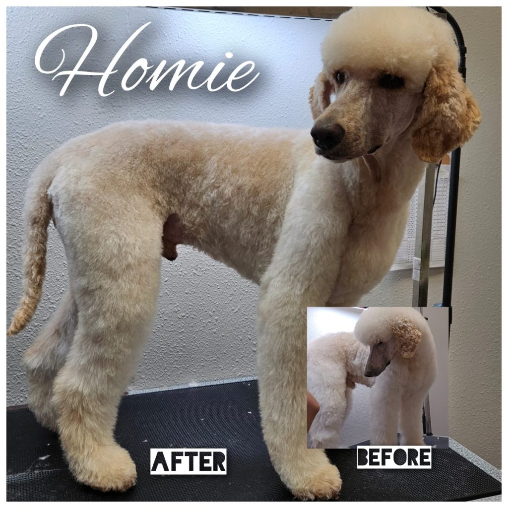 well-groomed dog with styled ears and trimmed paws