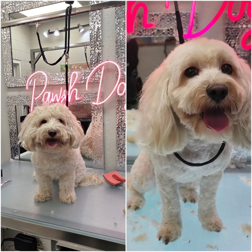 professional dog grooming after photo with styled haircut