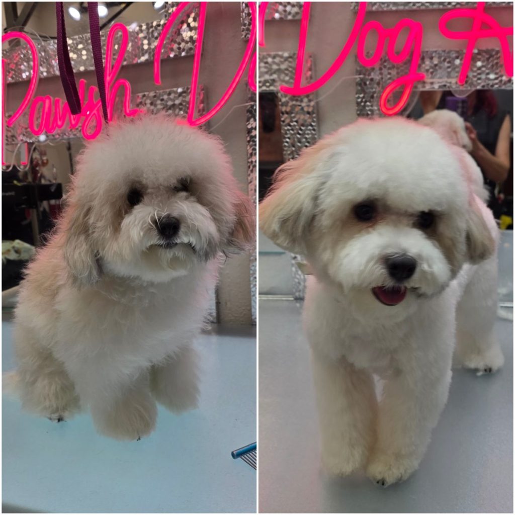 pampered dog after professional grooming session