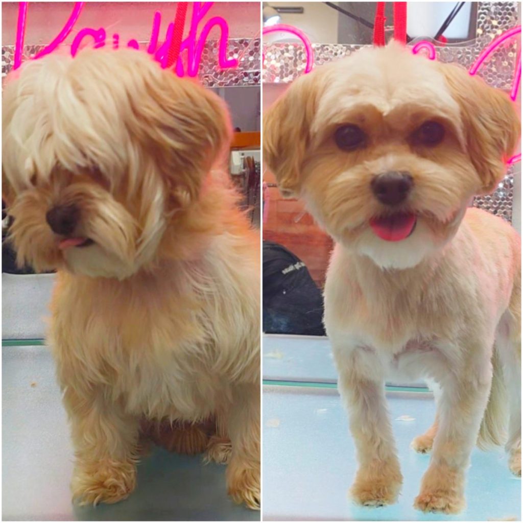professional dog grooming after photo with styled haircut