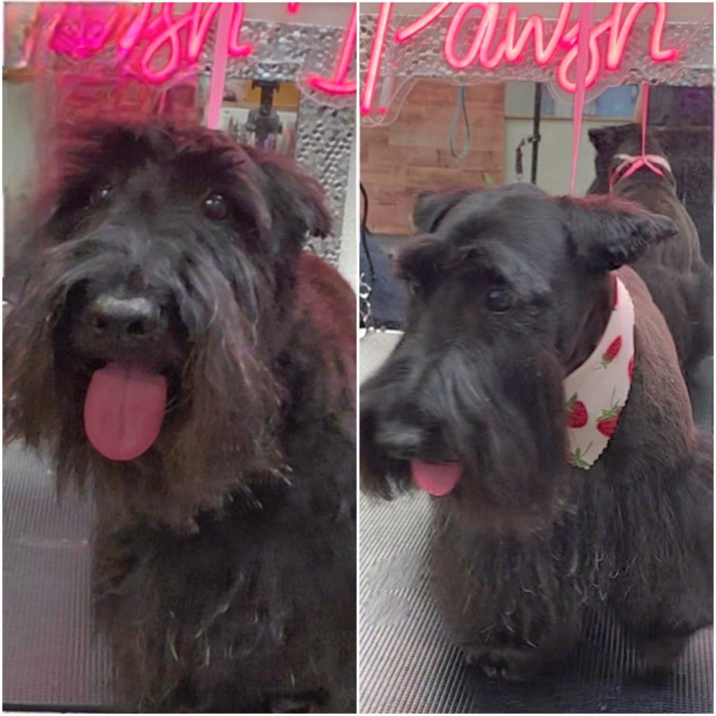 pampered dog after professional grooming session