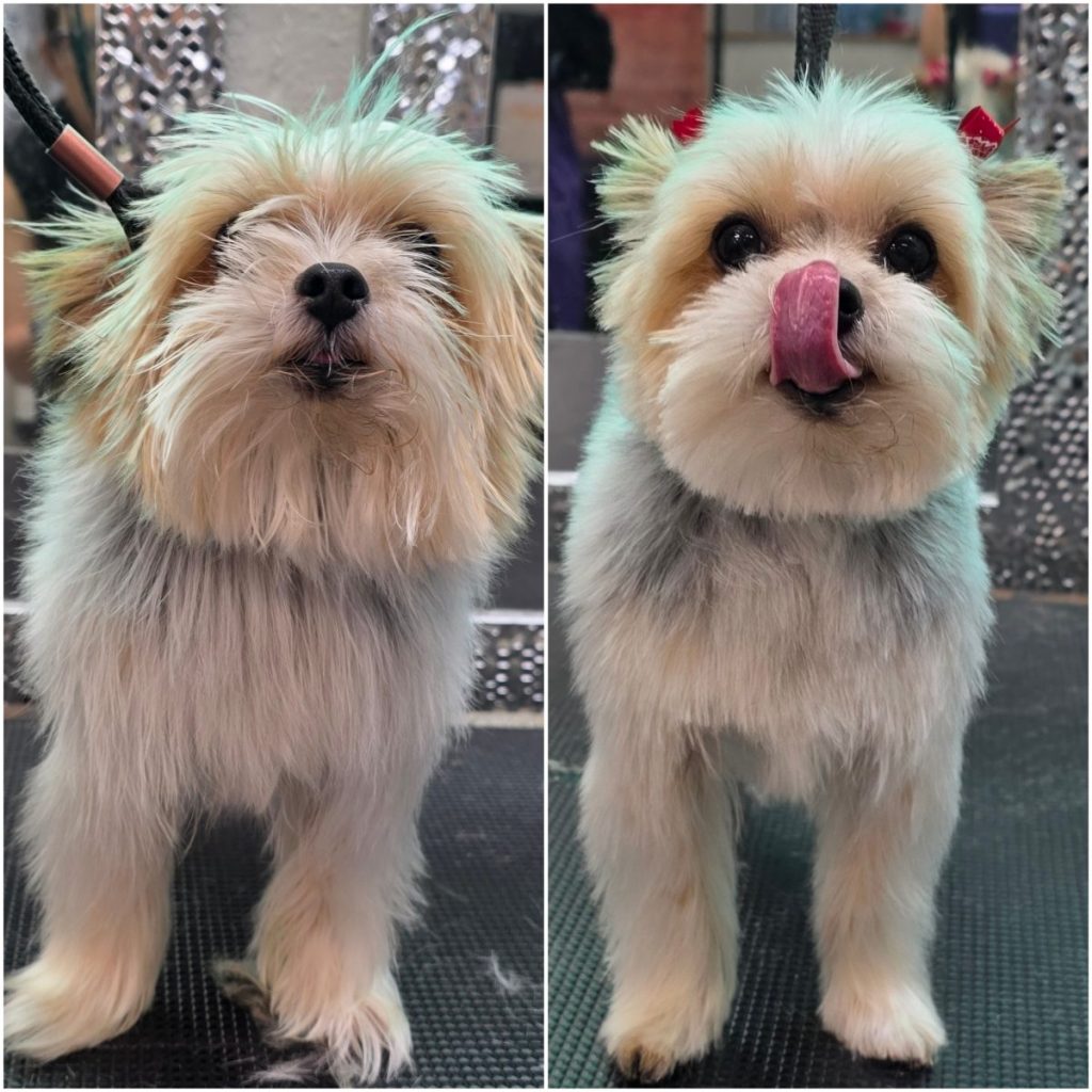 well-groomed dog with styled ears and trimmed paws