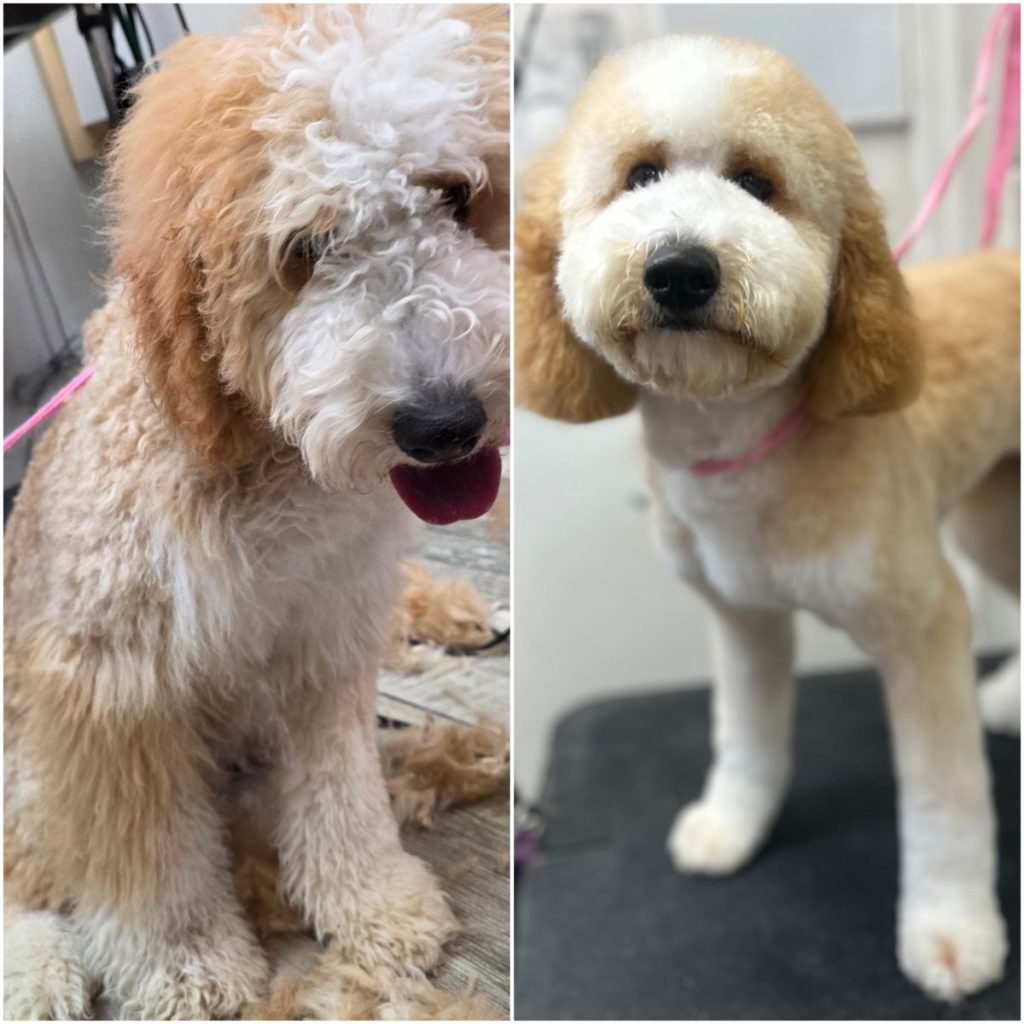 fluffy dog after grooming with brushed coat and tidy cut