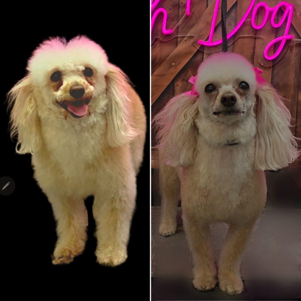 pampered dog after professional grooming session