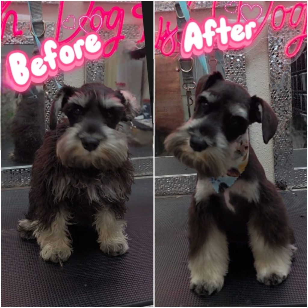 pampered dog after professional grooming session