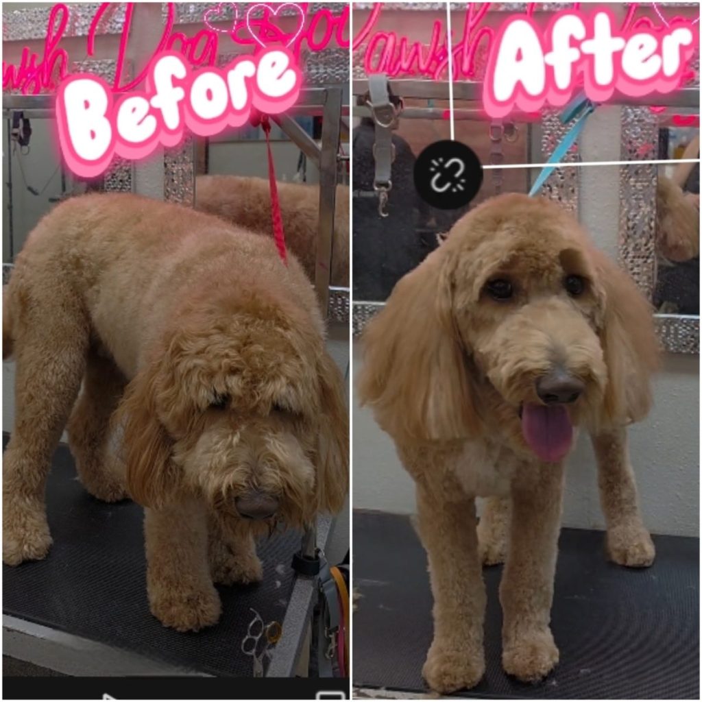professional dog grooming after photo with styled haircut