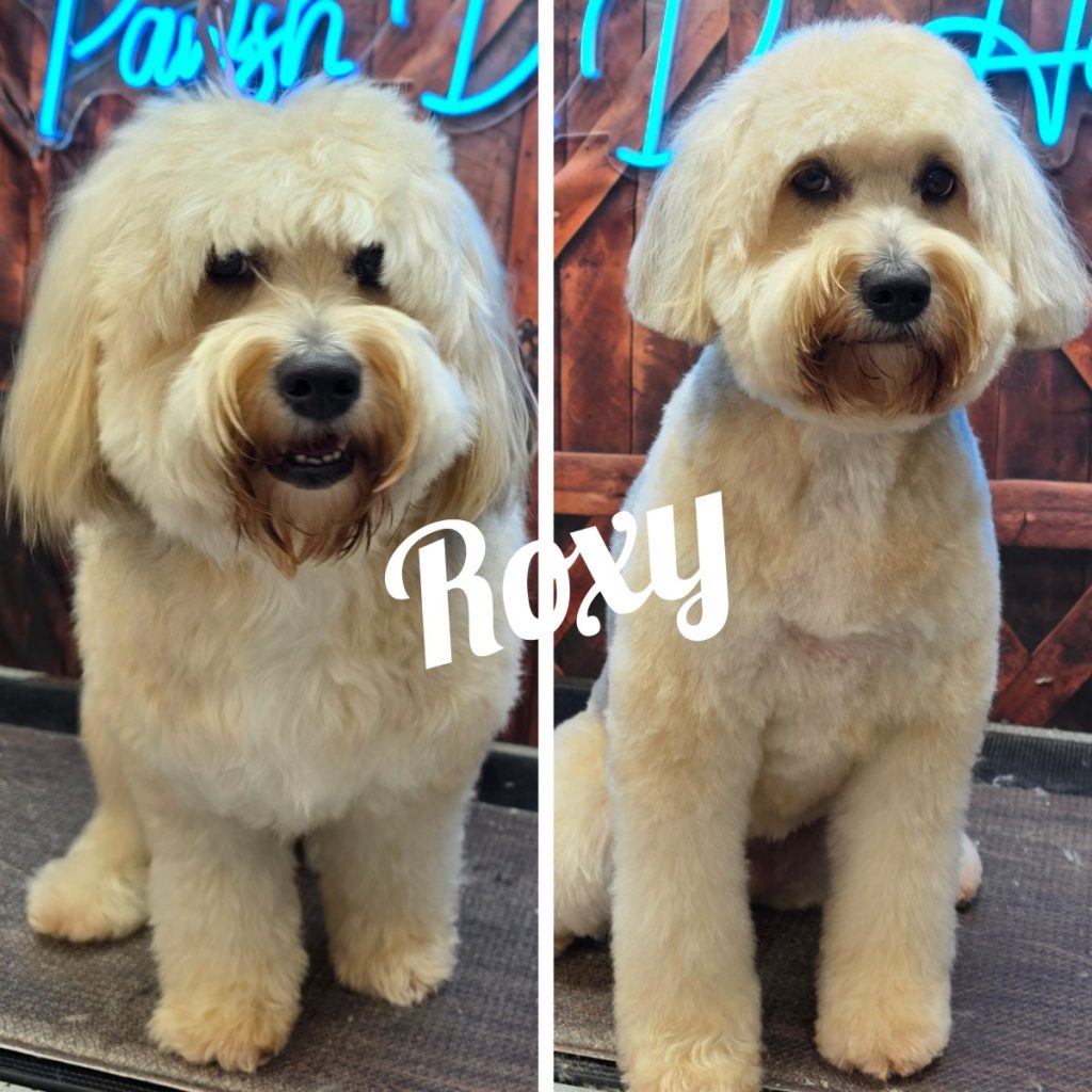 well-groomed dog with styled ears and trimmed paws