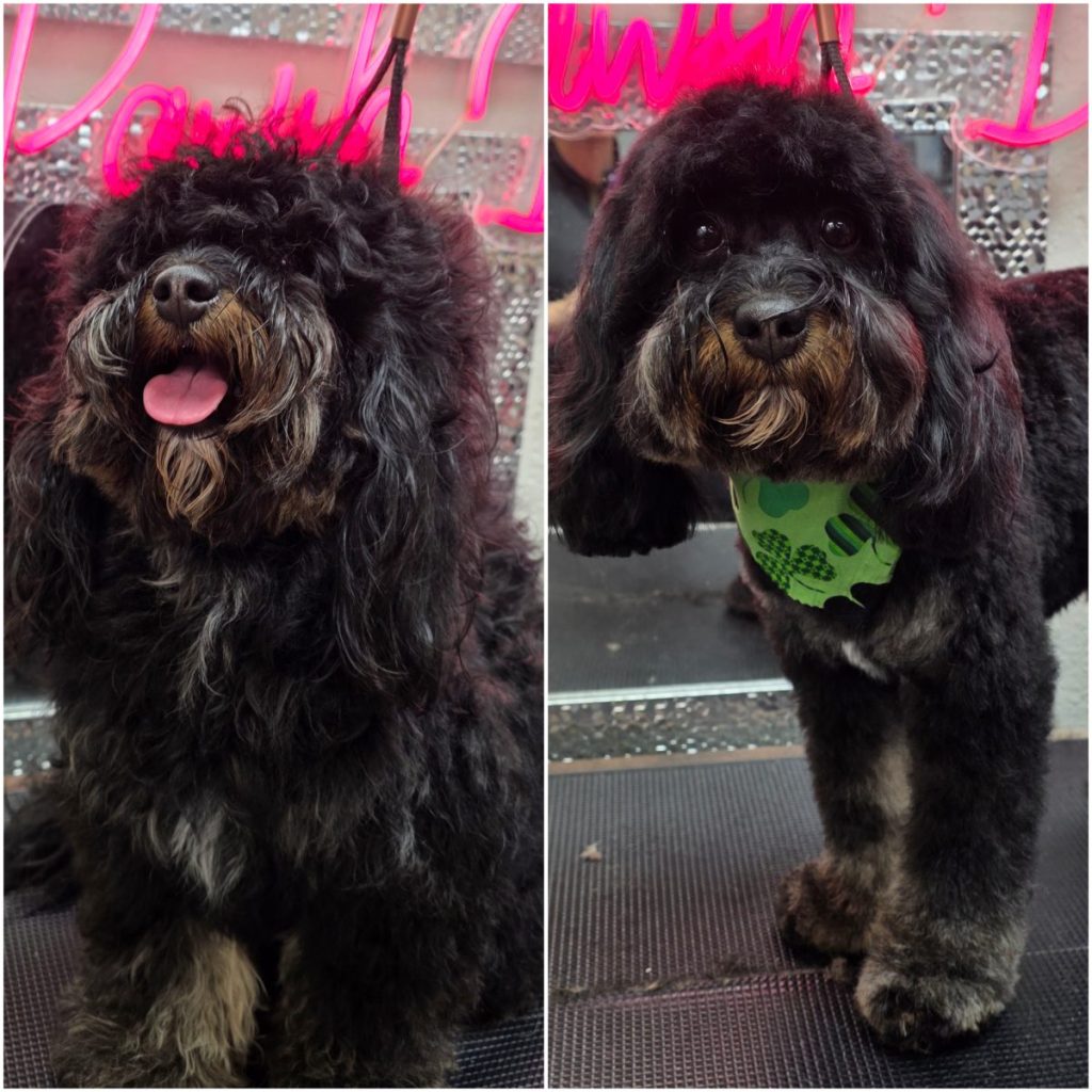 freshly groomed dog with clean trim and shiny coat