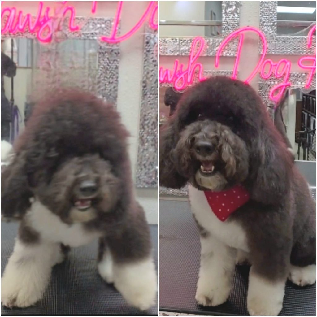 well-groomed dog with styled ears and trimmed paws