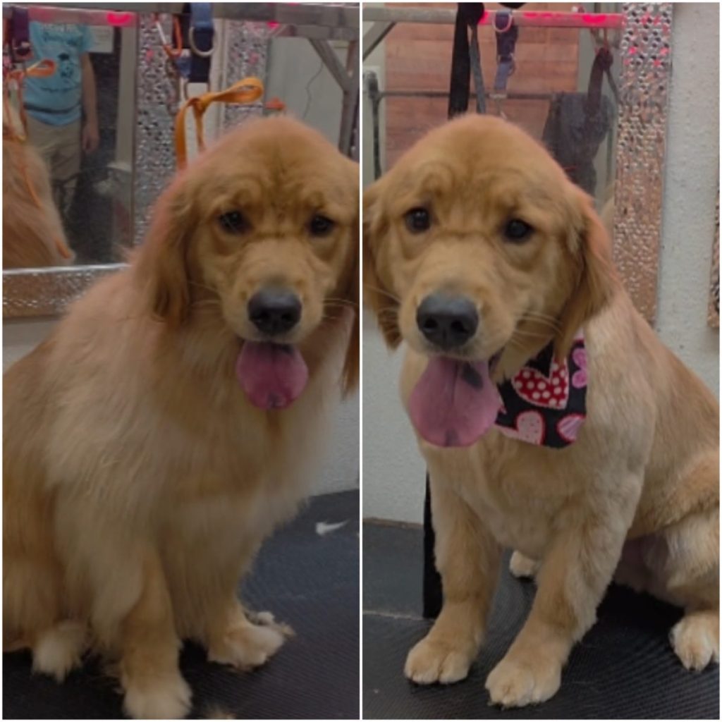 freshly groomed dog with clean trim and shiny coat