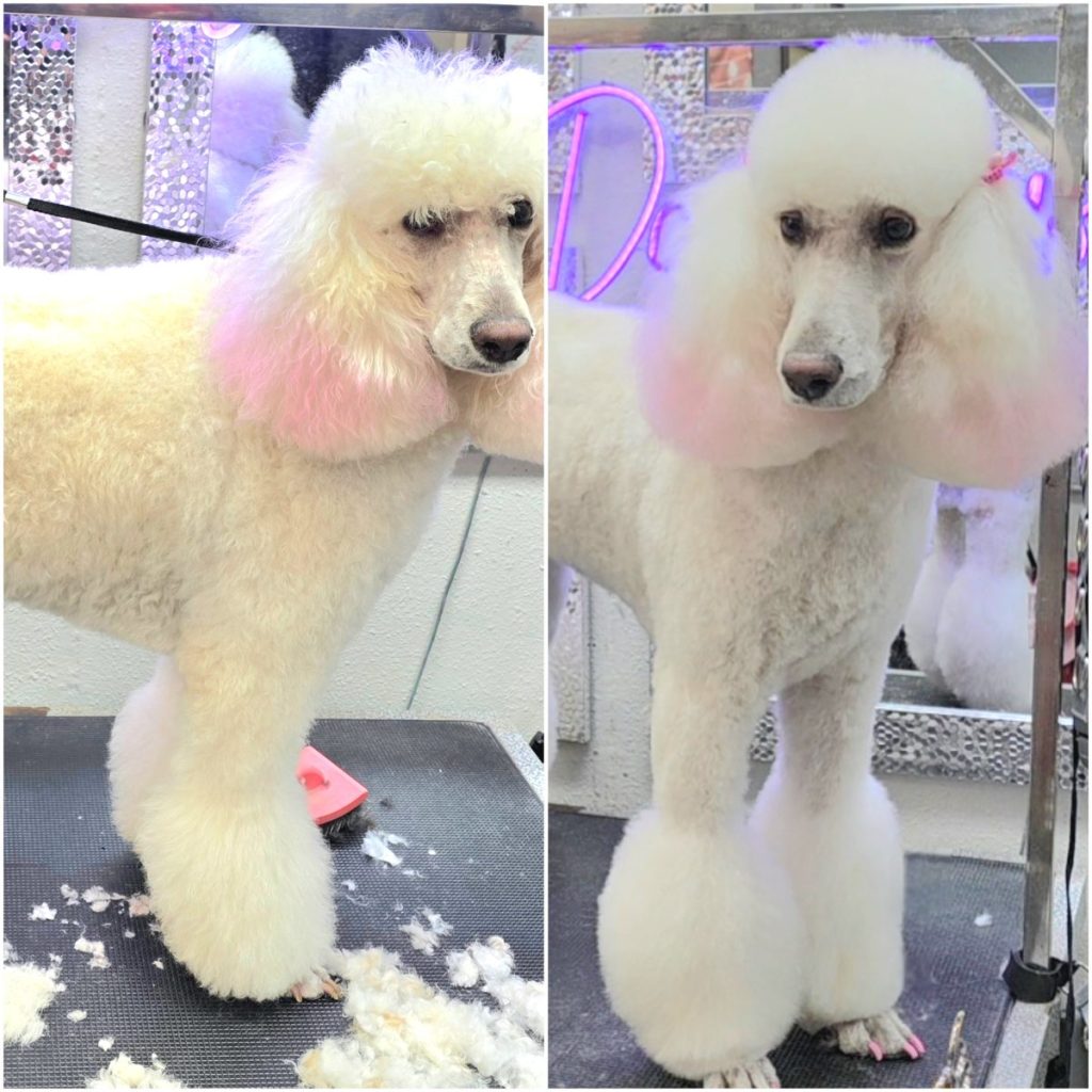 fluffy dog after grooming with brushed coat and tidy cut