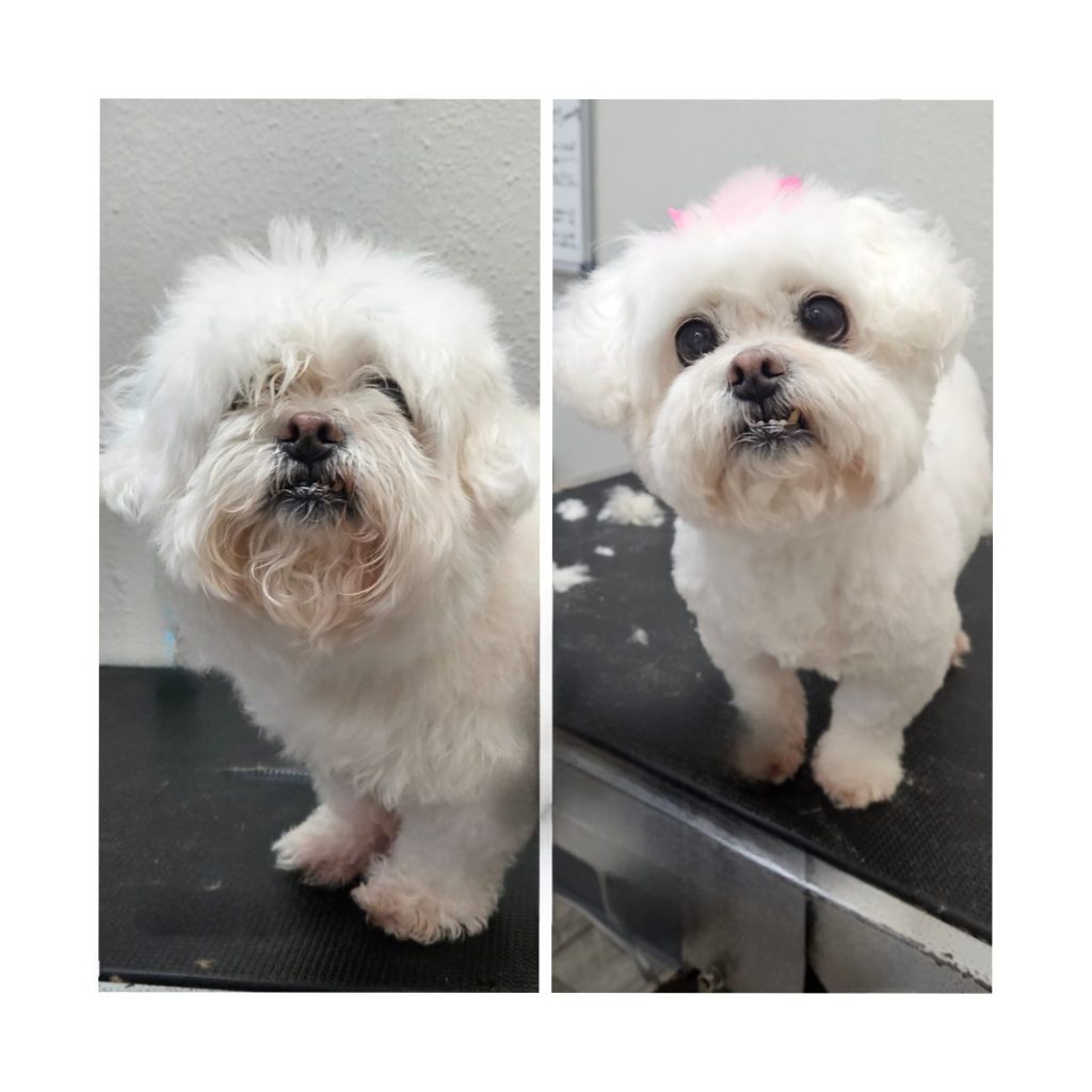 small dog after grooming with trimmed fur and clean face
