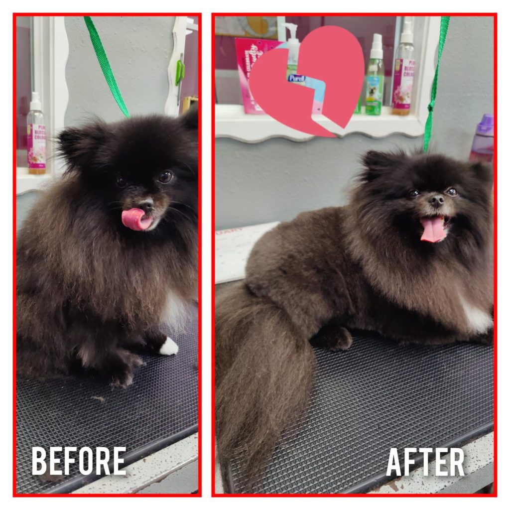 professional dog grooming after photo with styled haircut