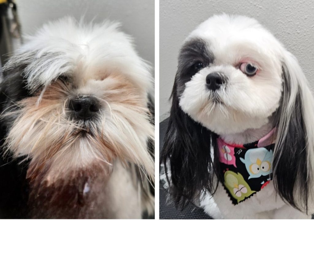 professional dog grooming after photo with styled haircut
