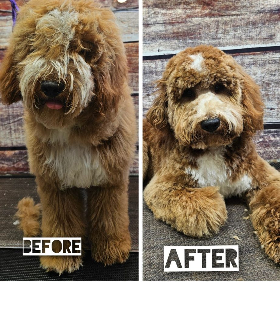 fluffy dog after grooming with brushed coat and tidy cut