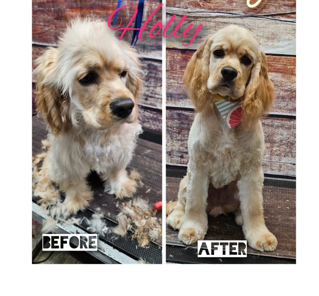 professional dog grooming after photo with styled haircut