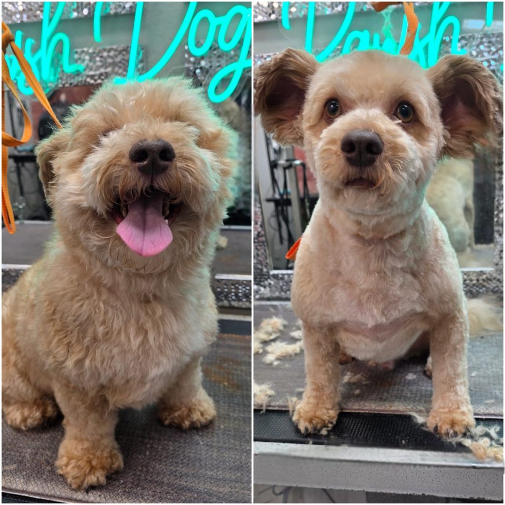 small dog after grooming with trimmed fur and clean face