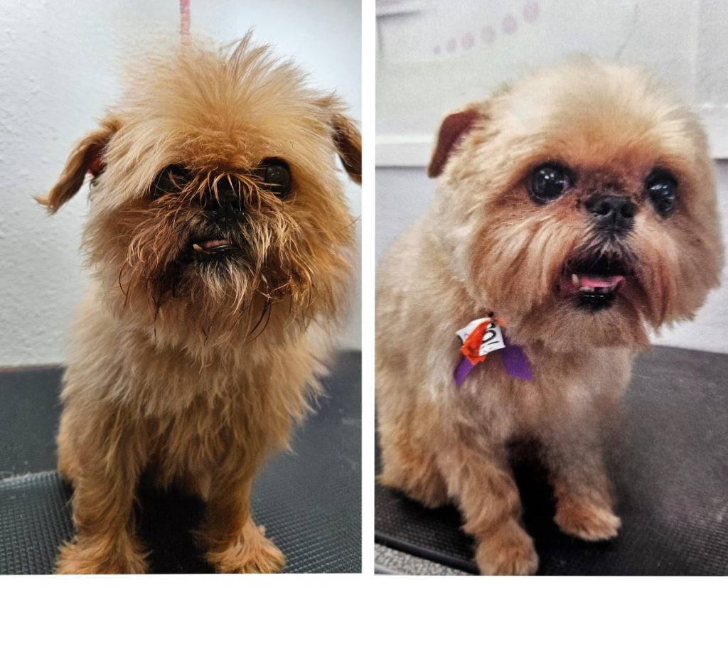 small dog after grooming with trimmed fur and clean face