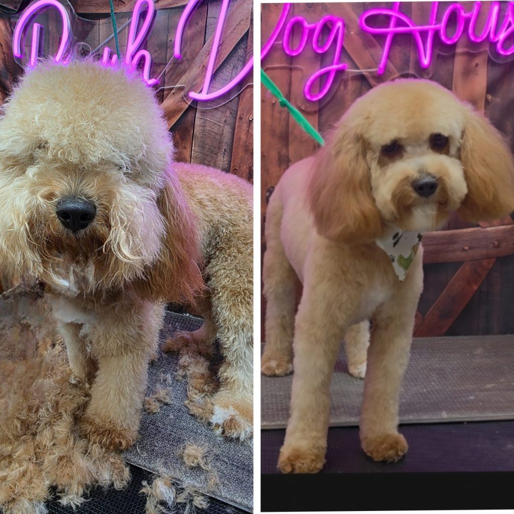 freshly groomed dog with clean trim and shiny coat