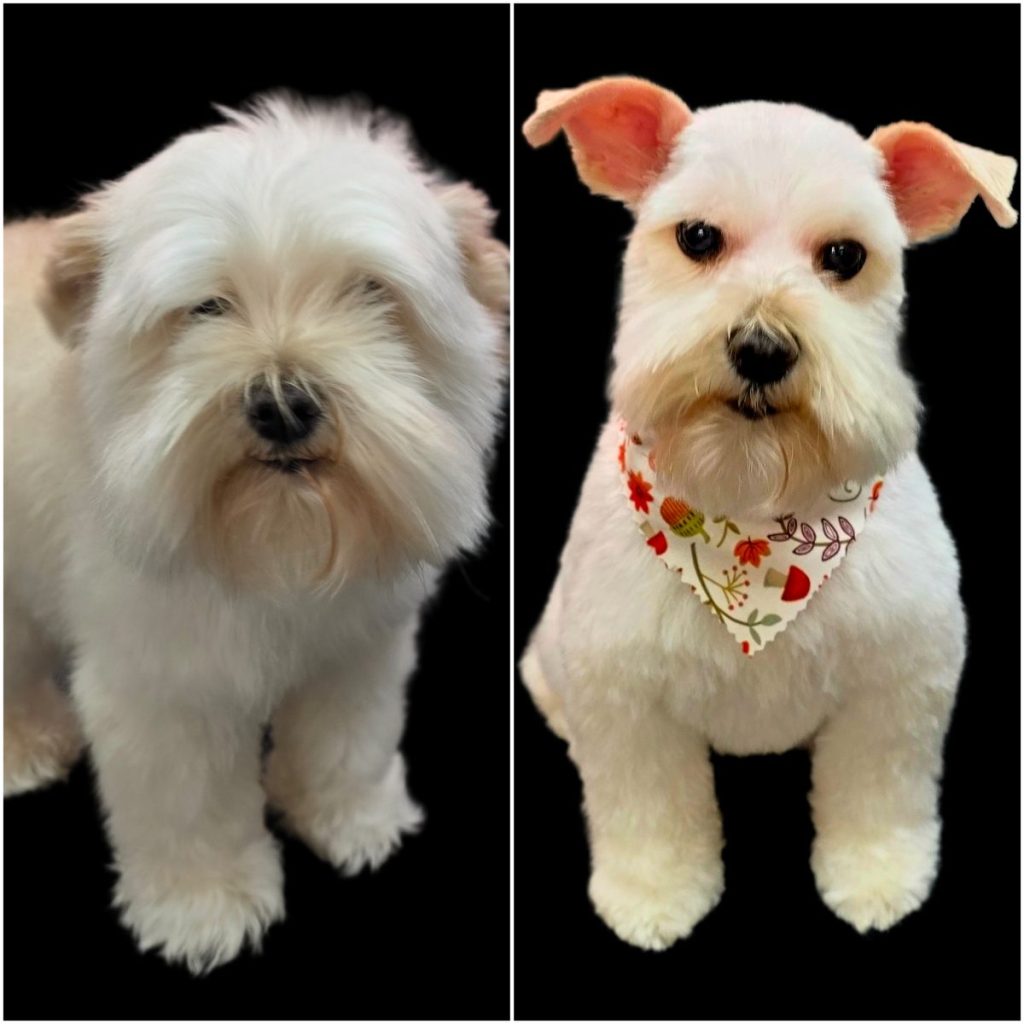 professional dog grooming after photo with styled haircut