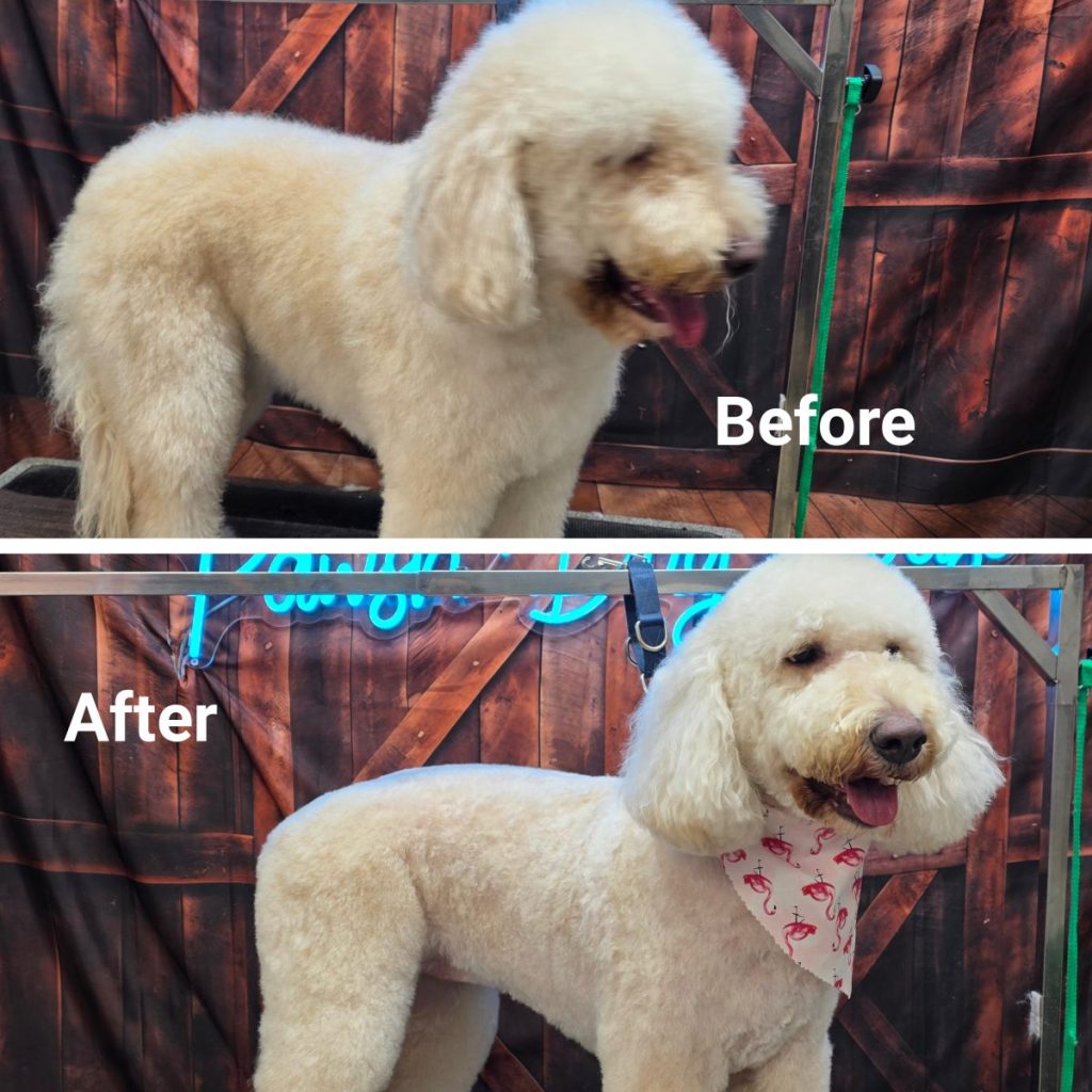 fluffy dog after grooming with brushed coat and tidy cut