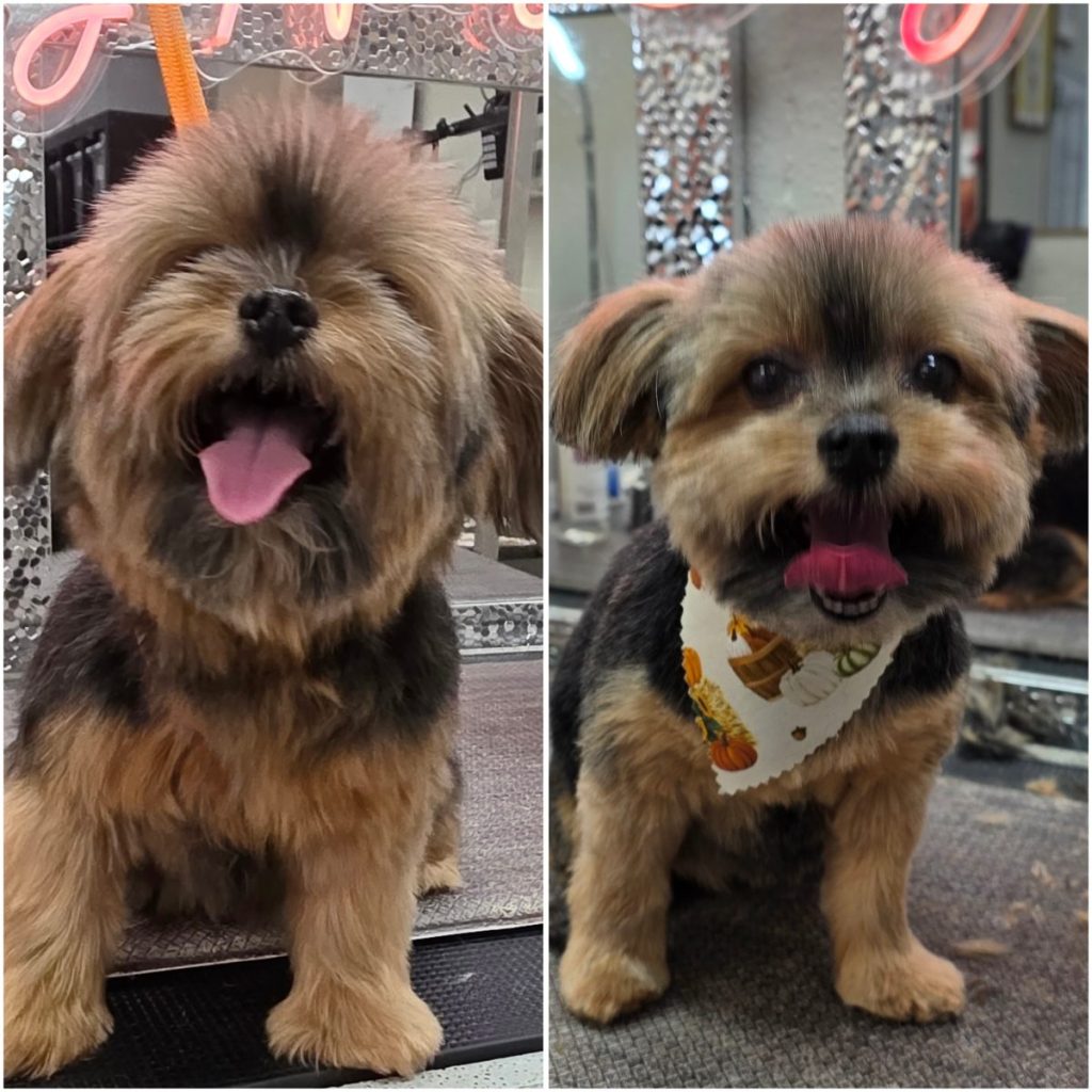 professional dog grooming after photo with styled haircut