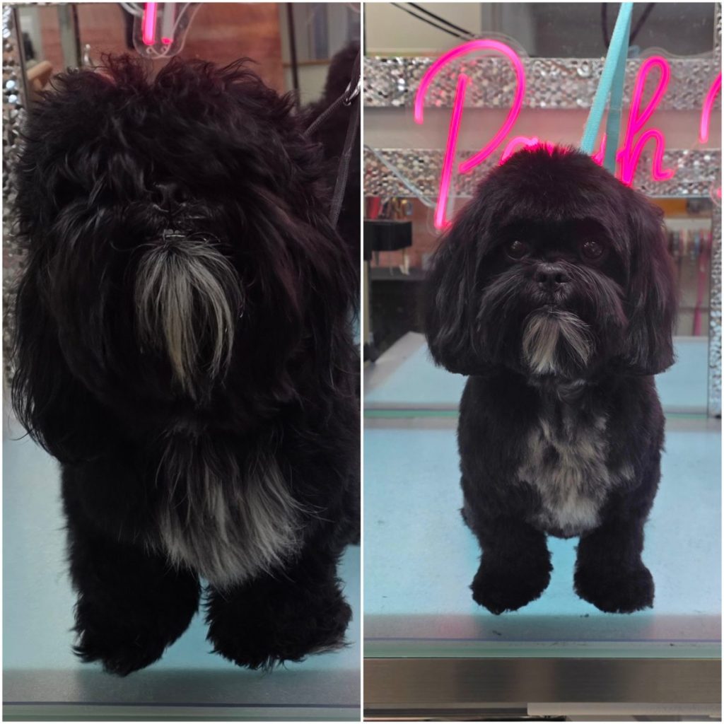 freshly groomed dog with clean trim and shiny coat